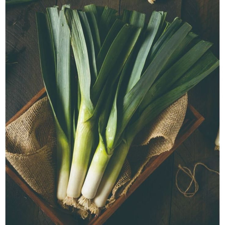 Bibit Daun Bawang Prei